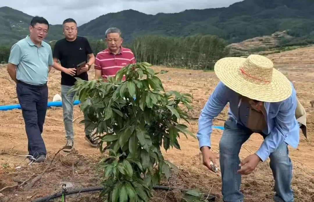 王宏向赴樂東縣調研荔枝合作項目